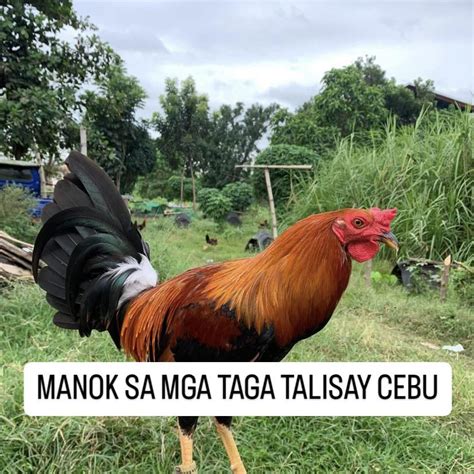 talisay manok|TALISAY: Tagalog.